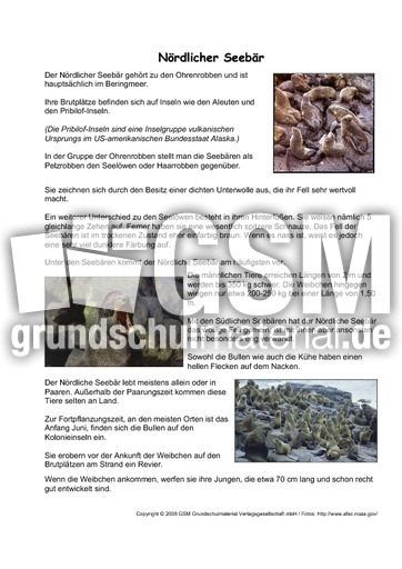 Nördlicher-Seebär-Steckbrief-Seite-1-2.pdf